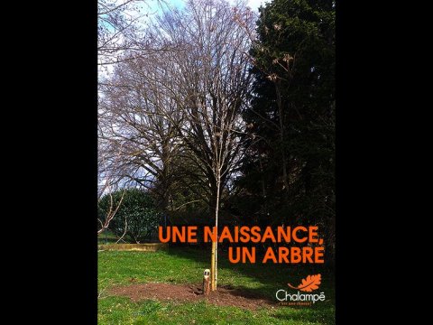 UNE NAISSANCE - UN ARBRE